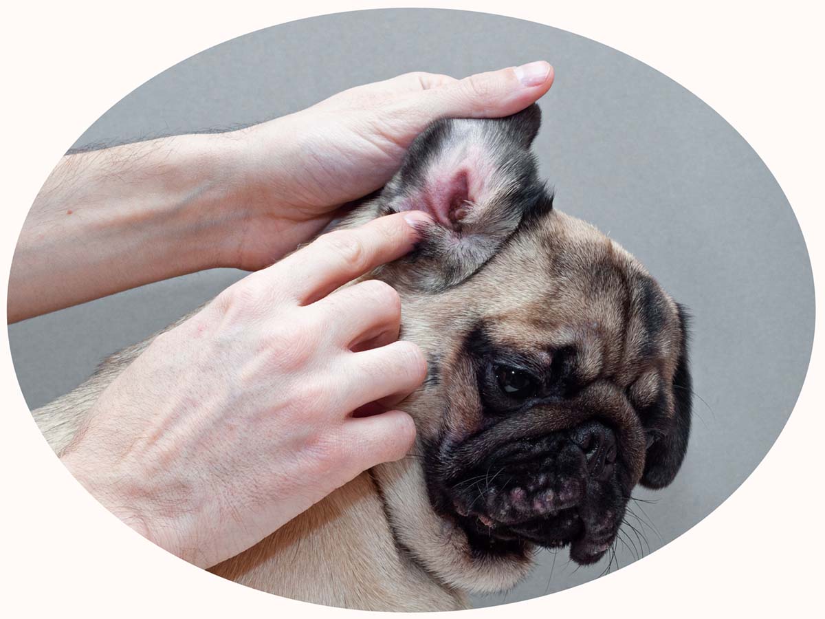 pug leaning away from a person touching its ear