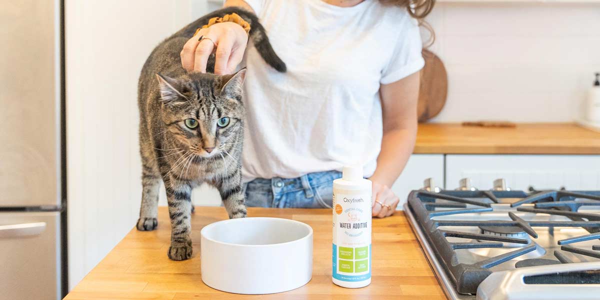 cat-getting-pets-on-the-countertop-next-to-her-water-bowl-that-has-oxyfresh-pet-water-additive