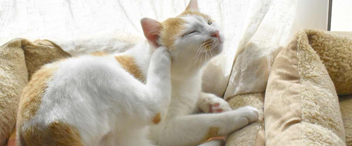 cat scratching its ear