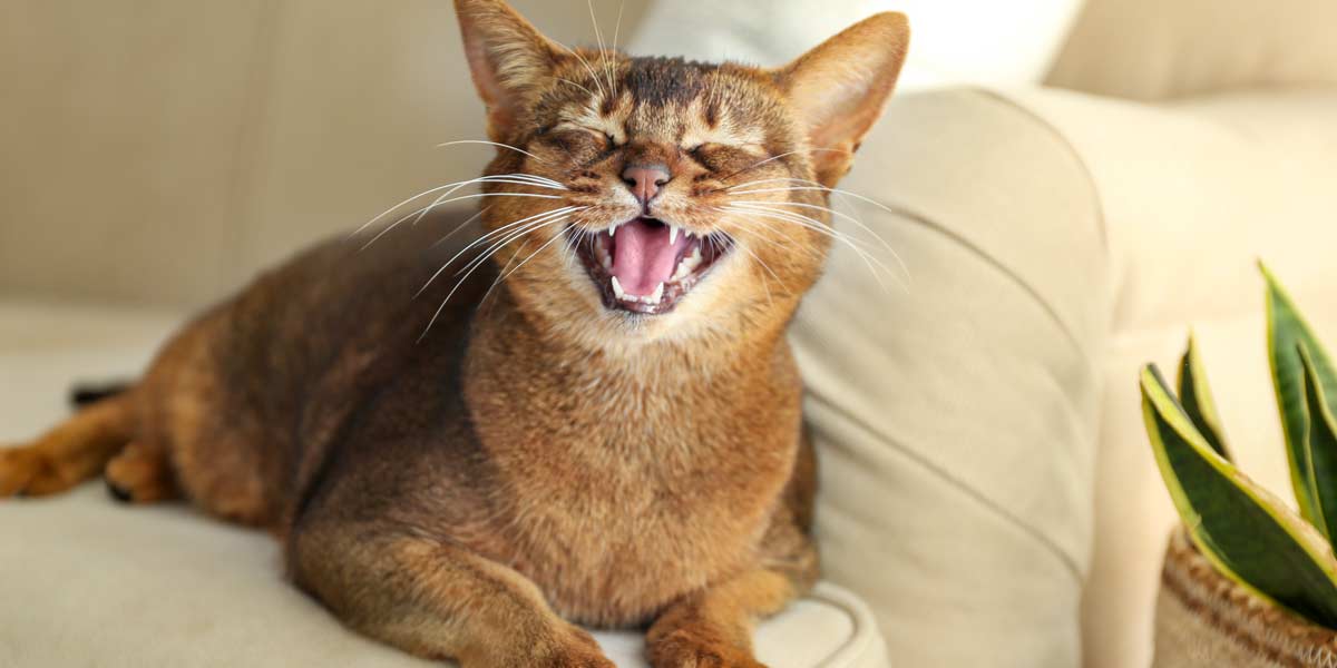 cute cat smiling on the couch