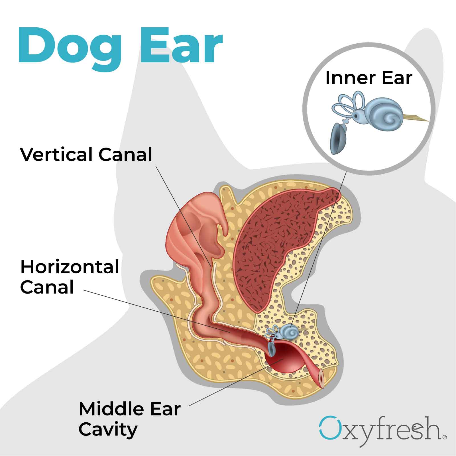 dog ear diagram oxyfresh pet ear cleaner