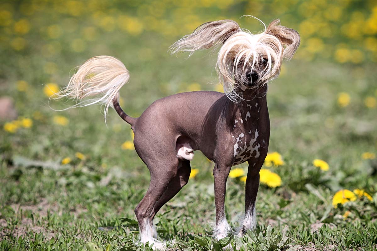 Oxyfresh - hypoallergenic dog allergies Chinese crested dog