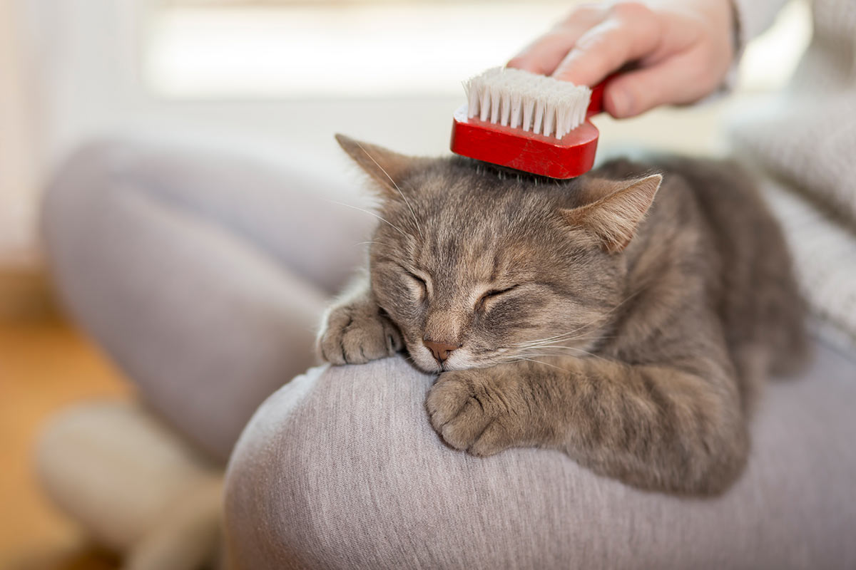 Oxyfresh - Pamper cat brush