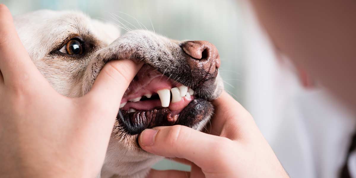 oxyfresh-pet-dental-health-blog-How-to-Get-Rid-of-Dog-Bad-Breath-Fast--image-of-woman-lifting-dogs-cheeks-to-show-her-dogs-pearly-whites-and-healthy-pink-gums