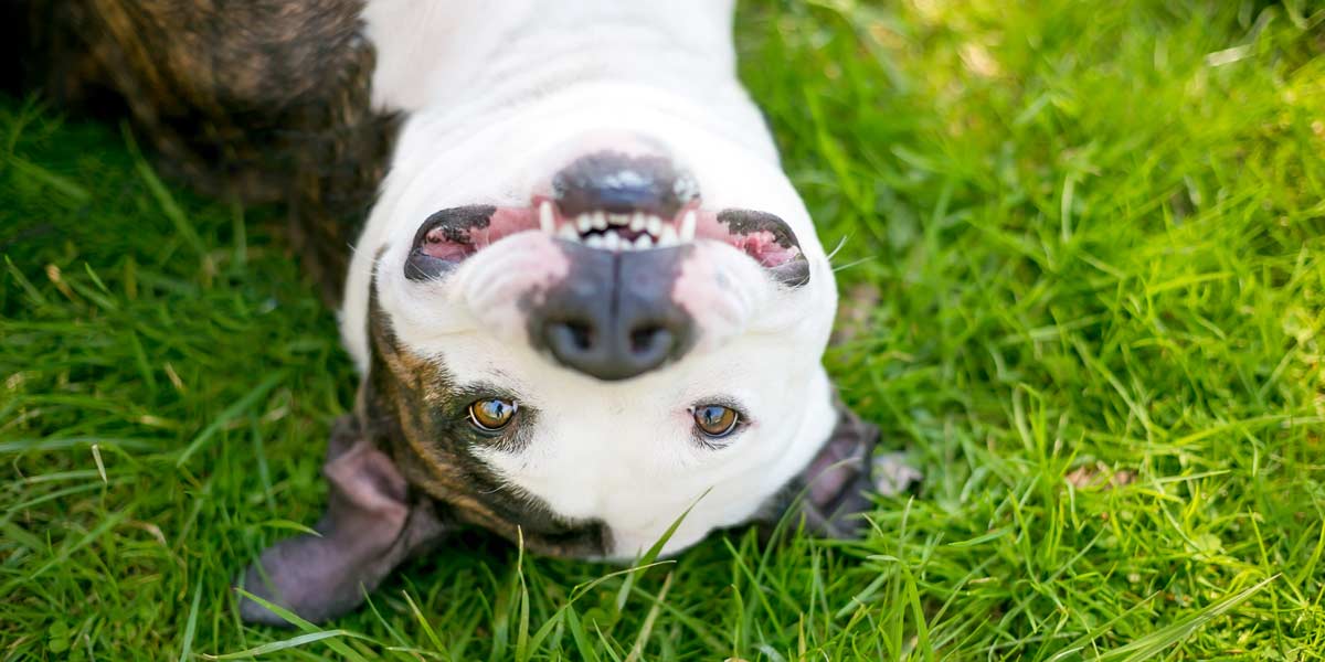 oxyfresh-pet-dental-health-blog-post-titled-How-to-Get-Rid-of-Dog-Bad-Breath-Fast--image-of-goofy-dog-upside-down-in-the-grass-doesn't-have-stinky-breath