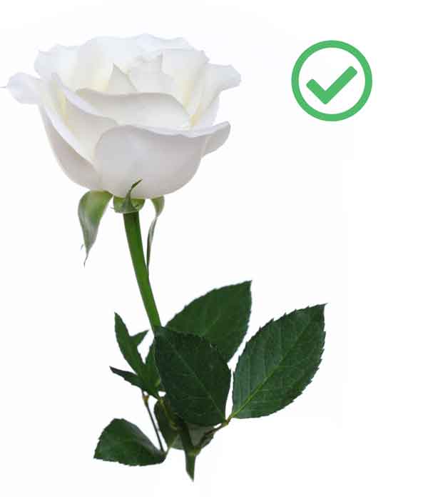oxyfresh pet blog roses are safe for cats to eat