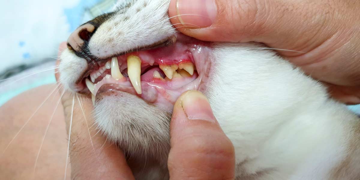 person exposing teeth of cat to show yellow-brown buildup on teeth