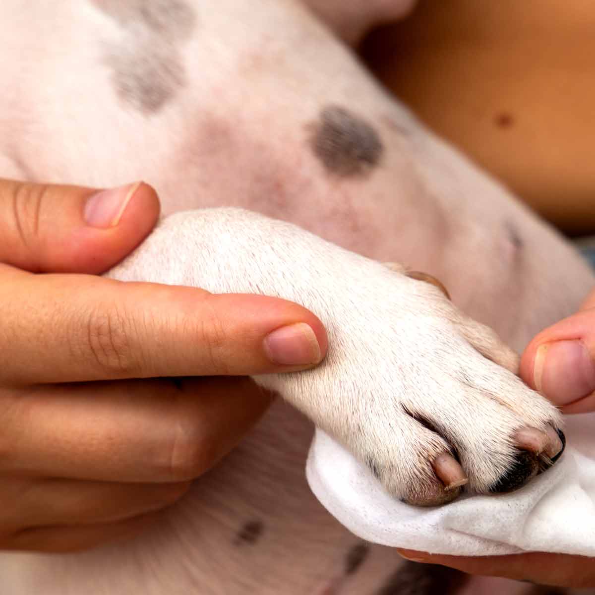 image of a person wiping their dogs paw