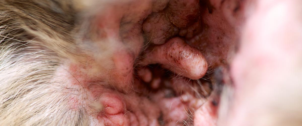 polyps in a dogs ear which are non cancerous tumors