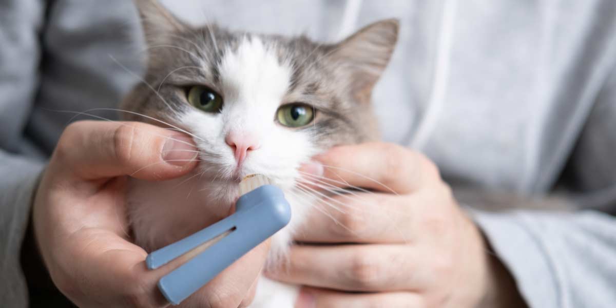 person preparing to brush their cats teeth with a finger brush