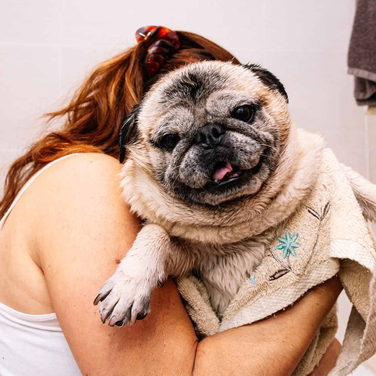 pug smiling with cuddles after a bath