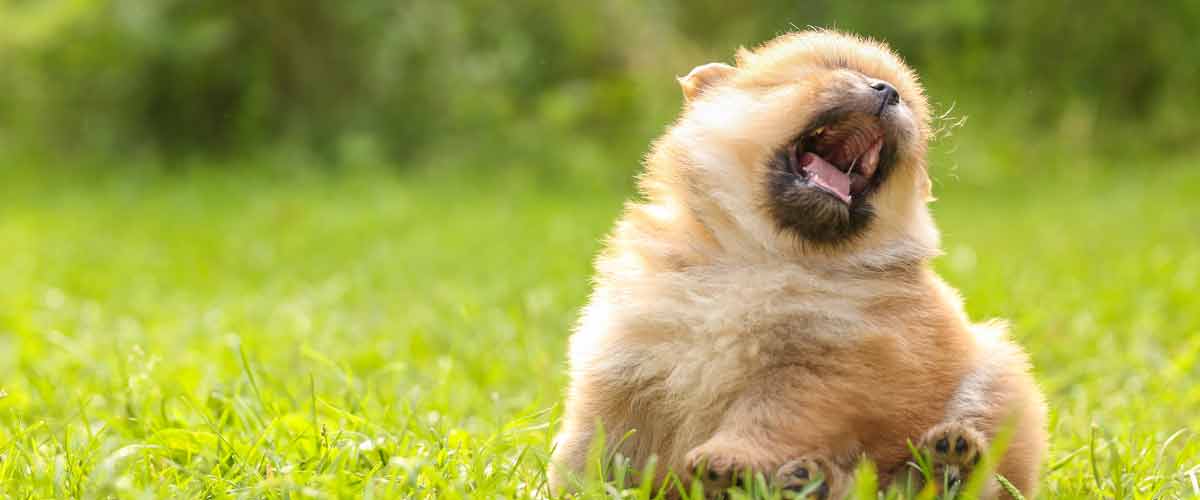 puppy sneezing in a green field