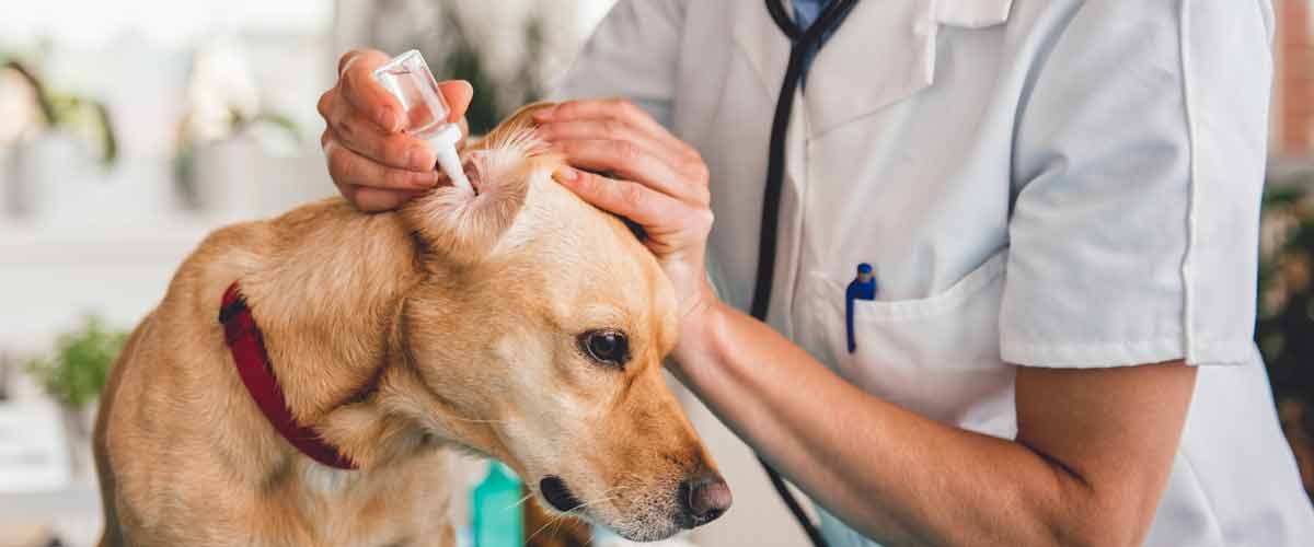 vet cleaning dogs ears