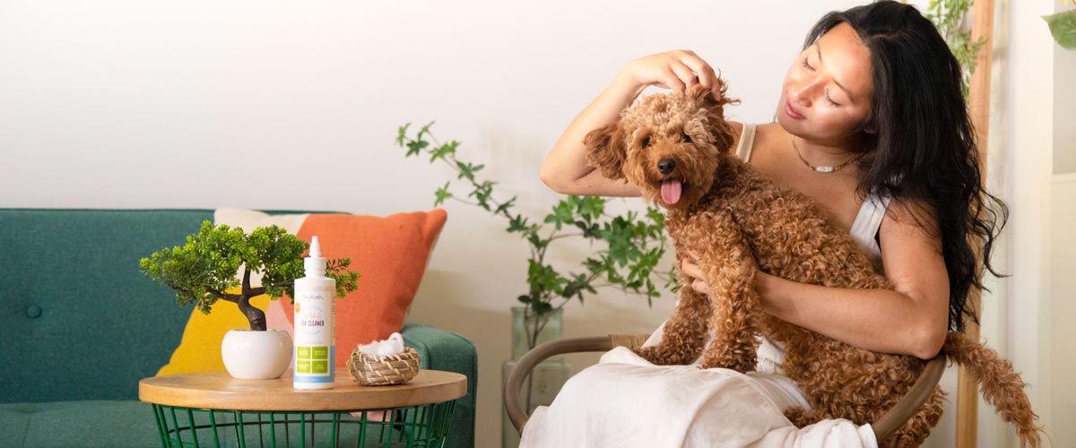 young woman inspecting her labradoodle's ears