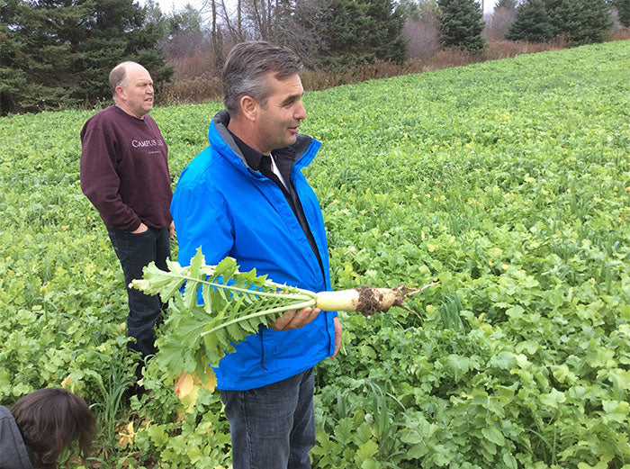 daikon cover crop