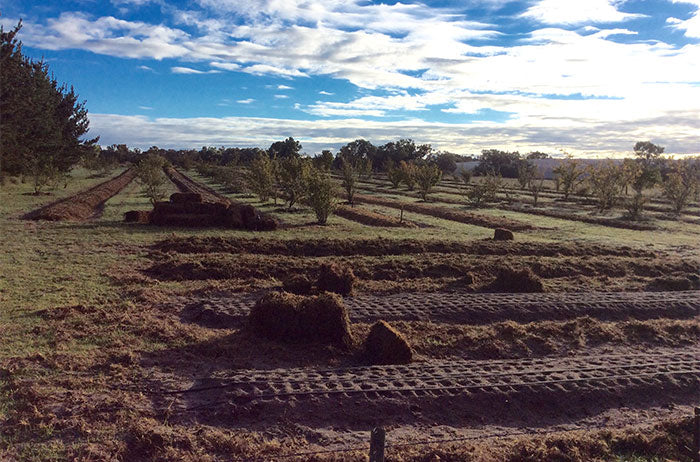 completed garlic planting