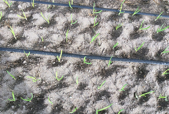 garlic shoots after platform and seed-start