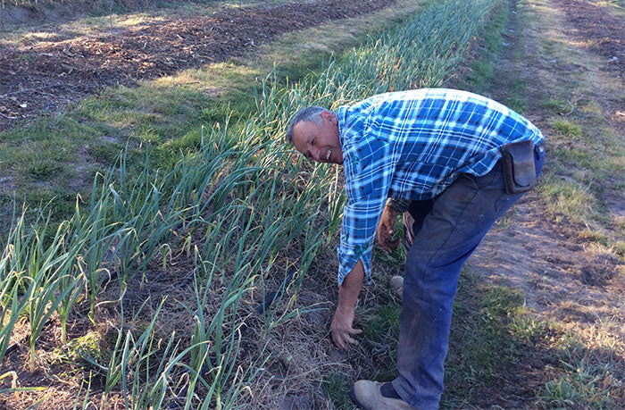 frost damaged garlic