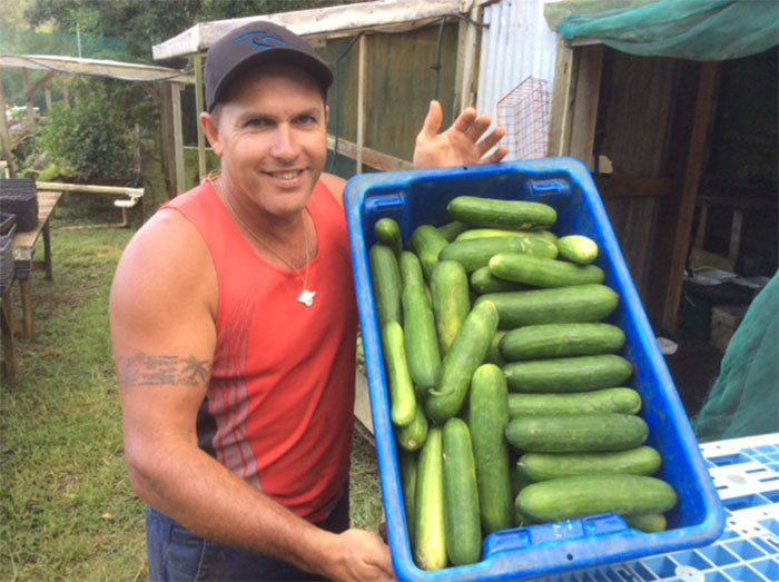 Matt Cucumbers