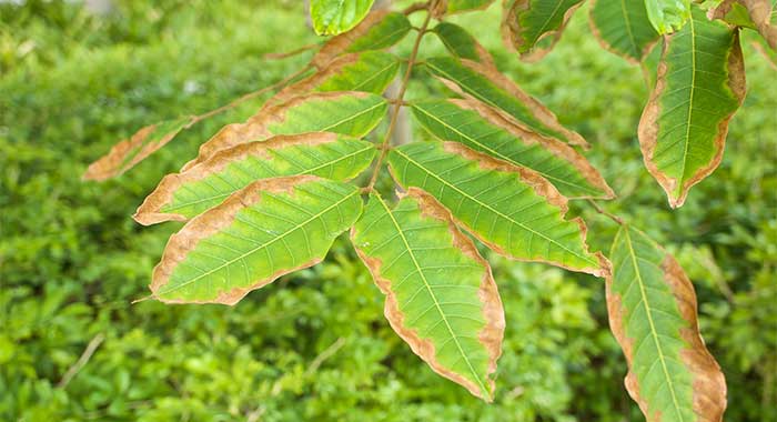 potassium deficiency burnt leaf tips