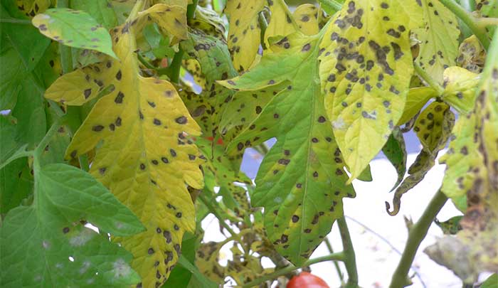 potassium deficiency tomato brown spot