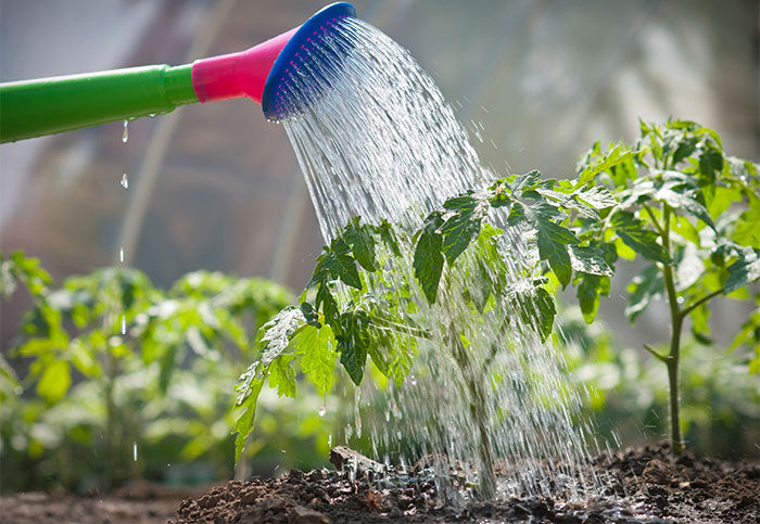 watering can on garden