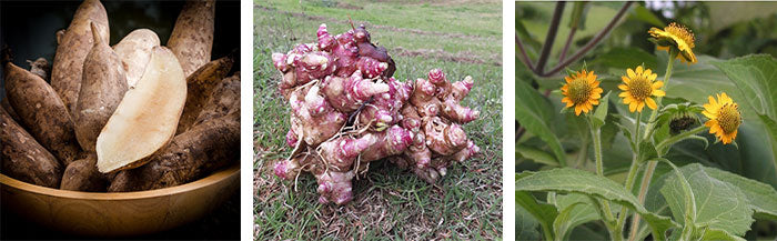 yacon tubers rhizome plant