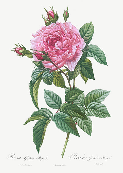 Gallic Rose - 1800's - Pierre Joseph Redoute - Botanical Illustration Poster