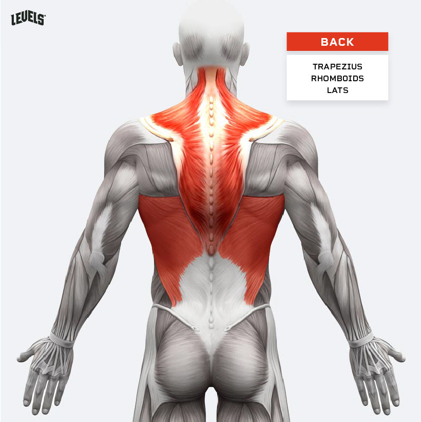 Muscle Groups - Back