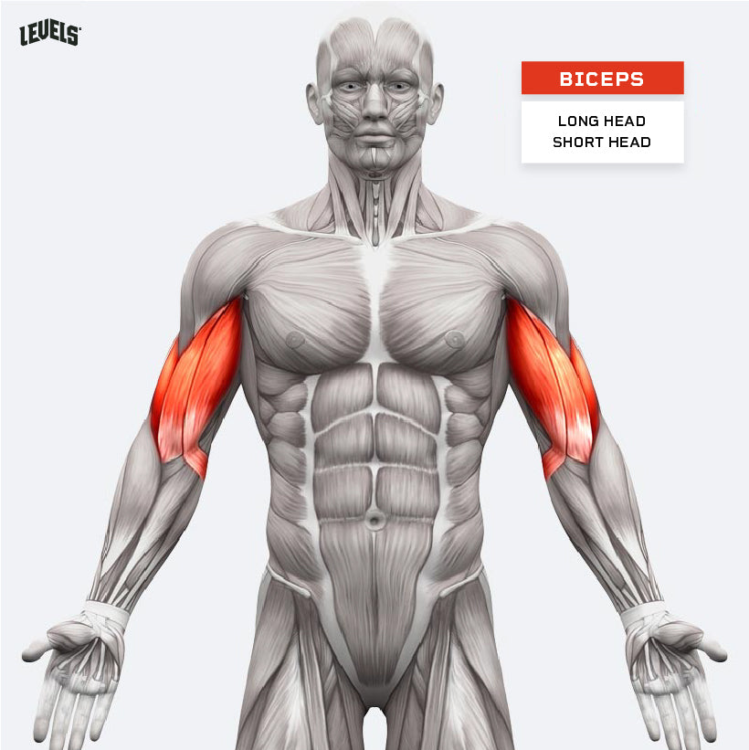 Muscle Groups - Biceps