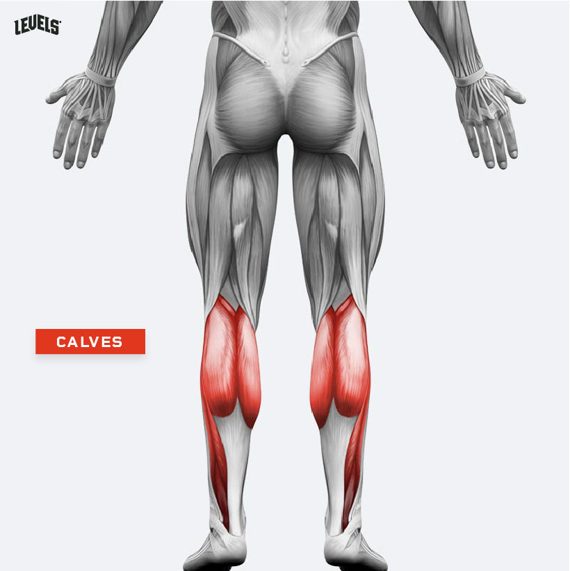 Muscle Groups - Calves