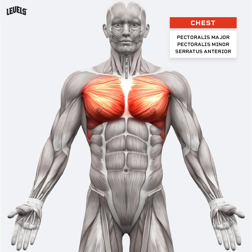 Muscle areas targeted by different types of ab exercises.