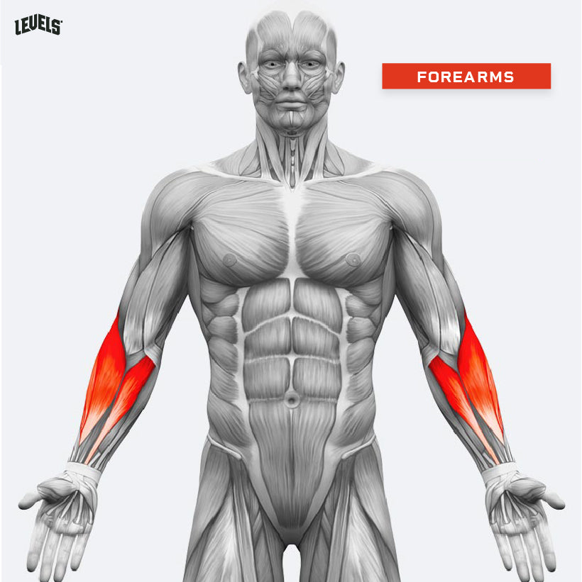 Muscle Groups - Forearms
