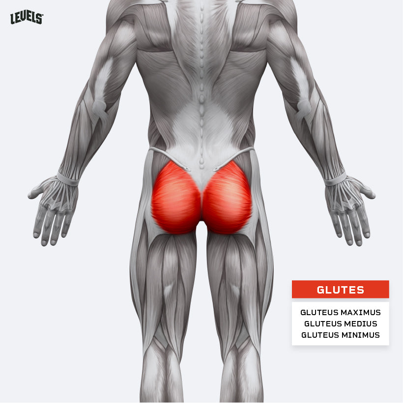 Muscle Groups - Glutes
