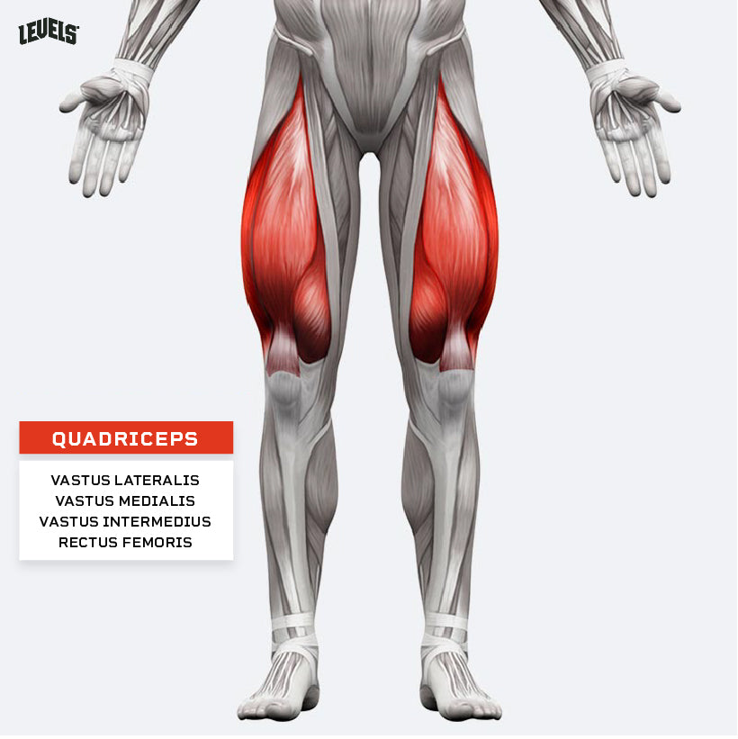 Muscle Groups - Quadriceps