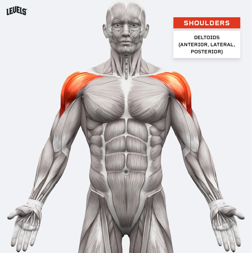 Muscle Groups - Shoulders