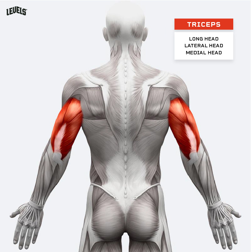 Muscle Groups - Triceps