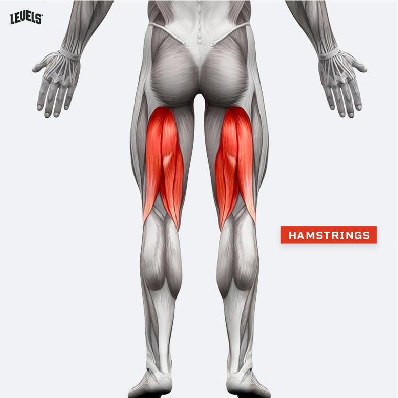 Muscle Groups - Hamstrings