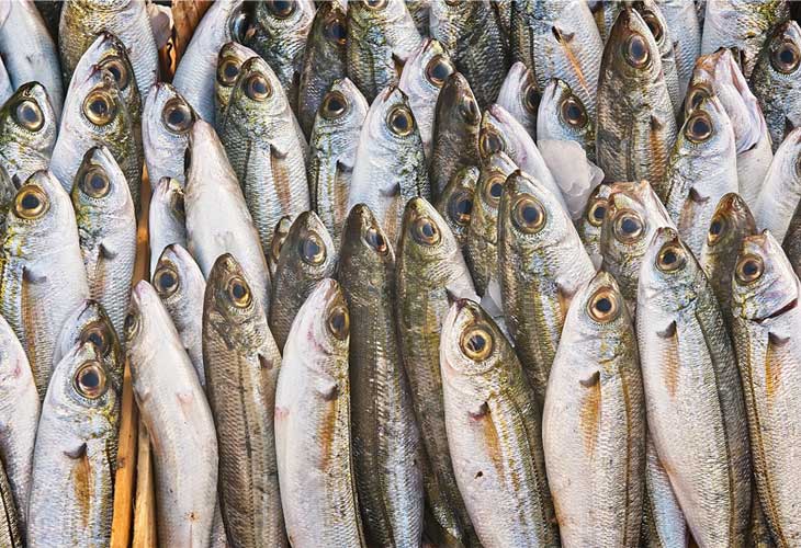 Sardines - Collagen-rich foods