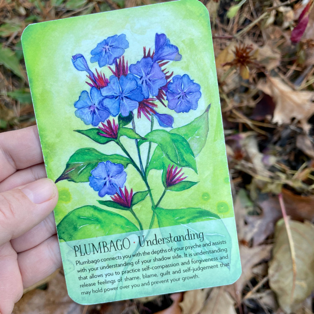 Plumbago Soulflower Card