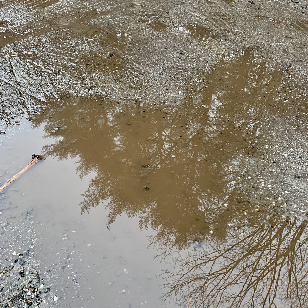 White Pine heart reflection