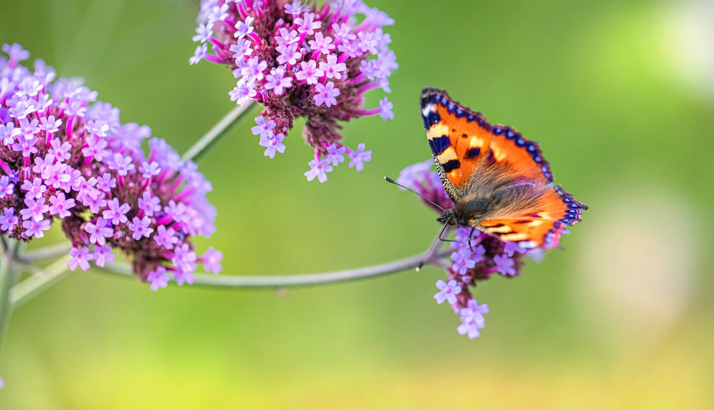 verveine et papillon