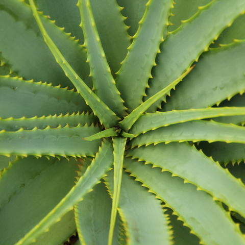 How Aloe Vera can help soothe sunburns and inflammation of the skin.