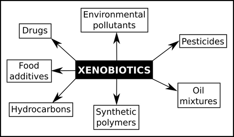 xenobióticos