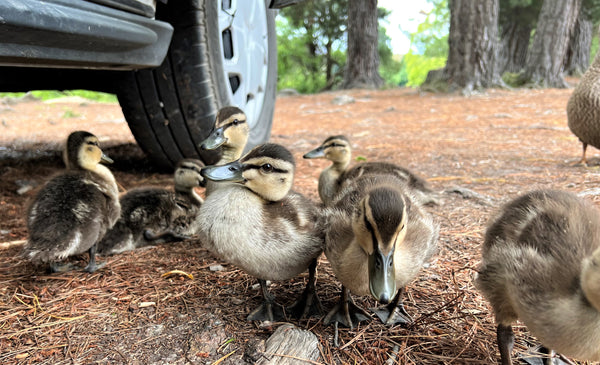 Ducklings at Albert Town Camp near Wanaka Lake