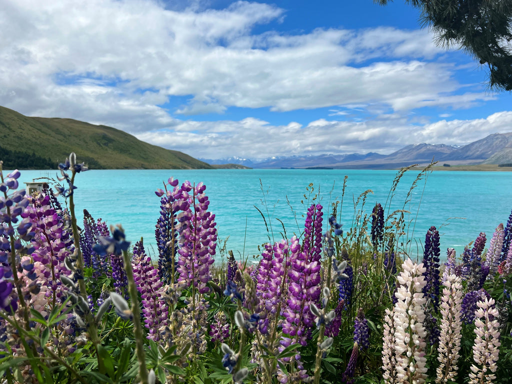 Lake Tekapo with Lupine and the Southern Alps
