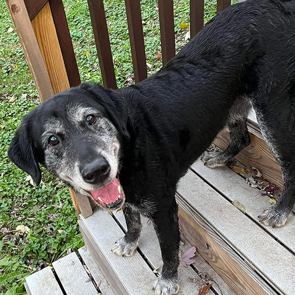 why does my puppy have grey hair