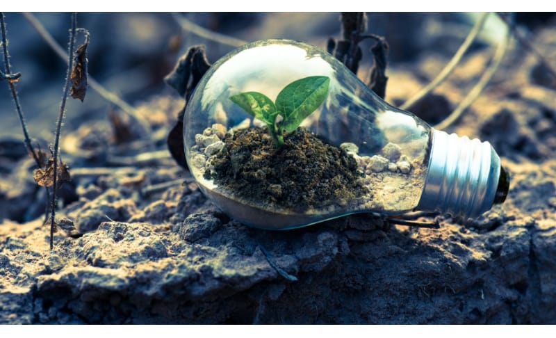 An empty light bulb with a plant inside laying on the ground