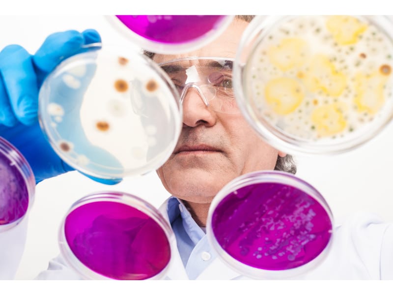 Man studying bacteria