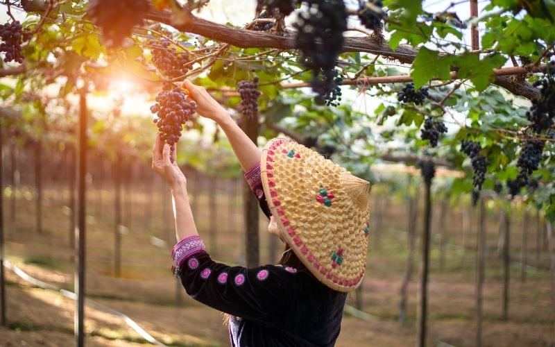 A woman harvesting grapes